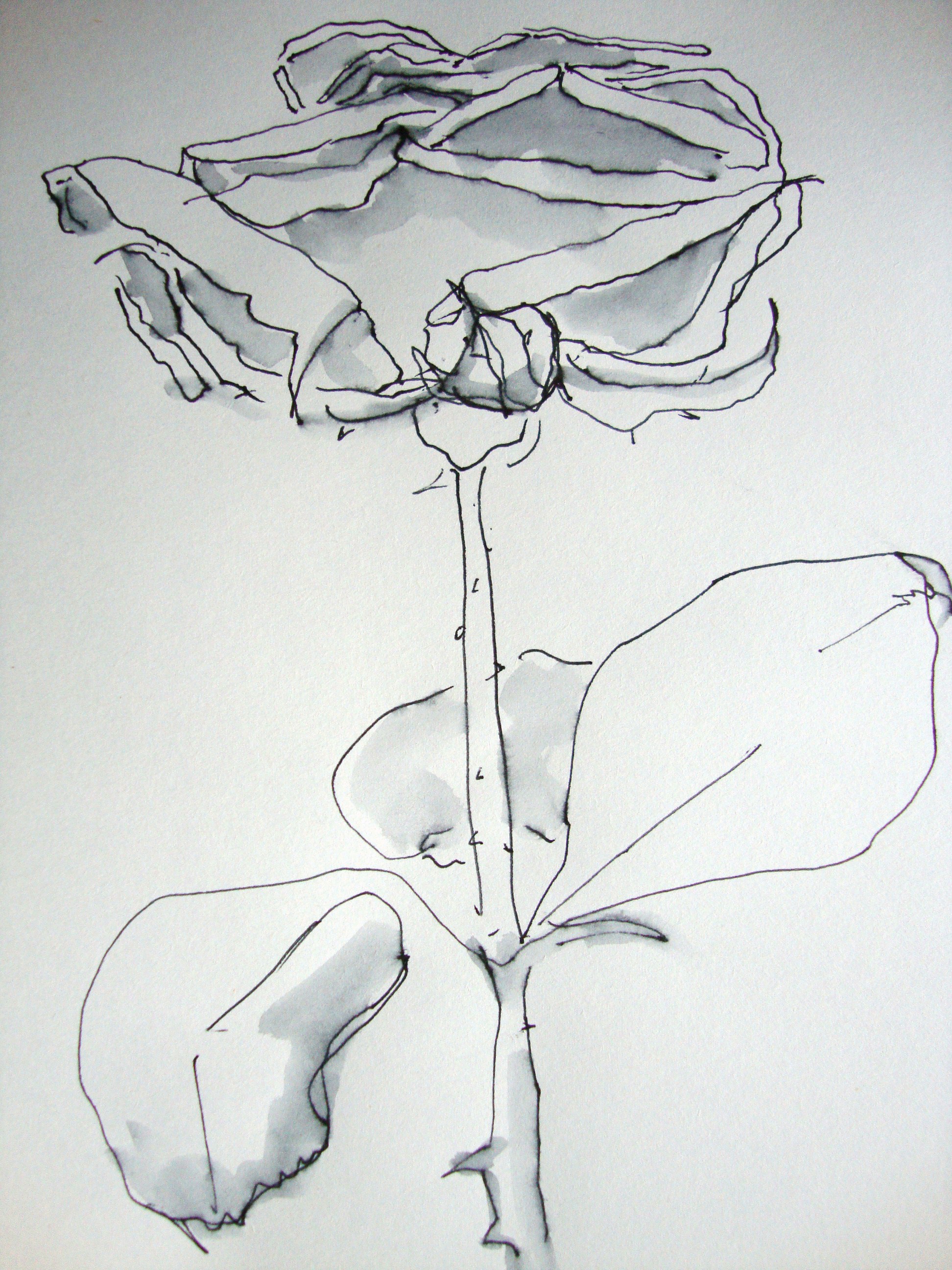 Featured image of post Verwelkte Rose Zeichnen Bleistift