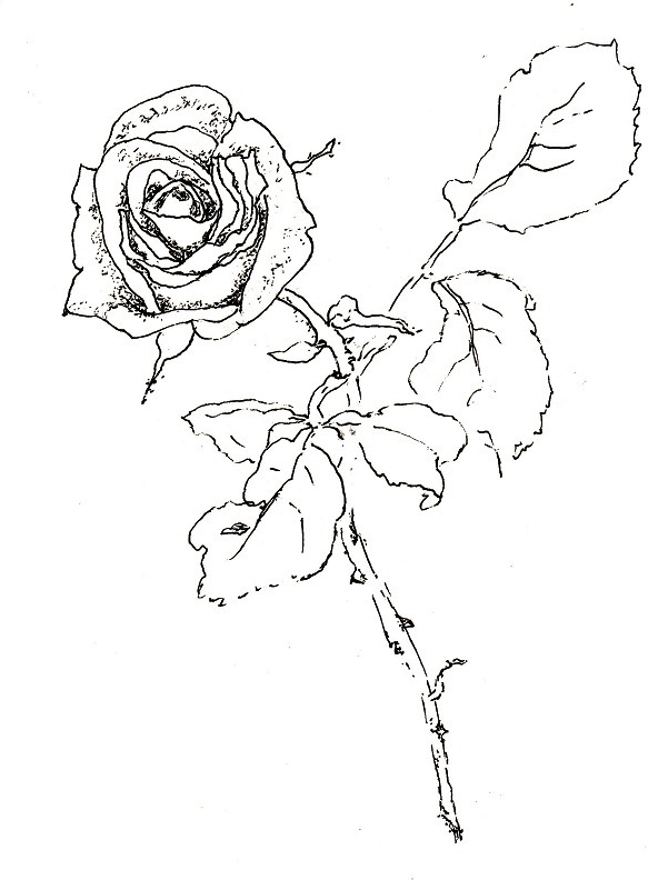 Dornen zeichnen mit rose Rose zeichnen